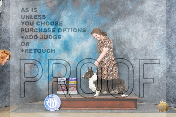 Cardigan Welsh Corgi #11 Sat BOBGCH Judge Carolyn Herbel r__JP_5728_Fayetteville2024_HR3