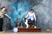 English Springer Spaniel #16 Sun BOBOHBOBCH Judge Elizabeth Muthard