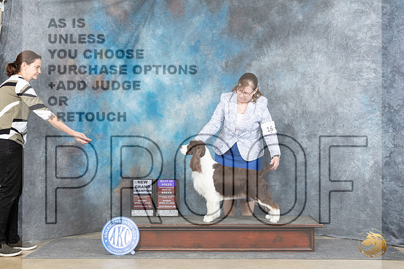 English Springer Spaniel #16 Sun BOBOHBOBCH Judge Elizabeth Muthard__JP_5717_Fayetteville2024_HR3