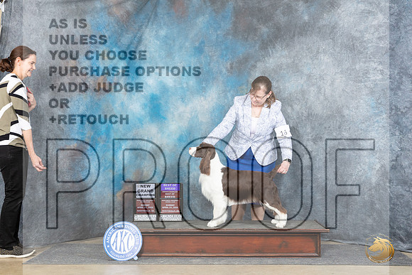 English Springer Spaniel #16 Sun BOBOHBOBCH Judge Elizabeth Muthard__JP_5719_Fayetteville2024_HR3