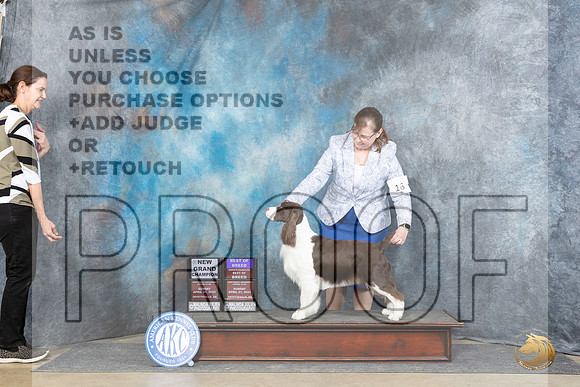English Springer Spaniel #16 Sun BOBOHBOBCH Judge Elizabeth Muthard__JP_5721_Fayetteville2024_HR3
