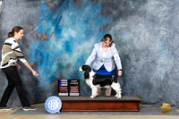 English Springer Spaniel #8 Sunn WB Judge Elizabeth Muthard
