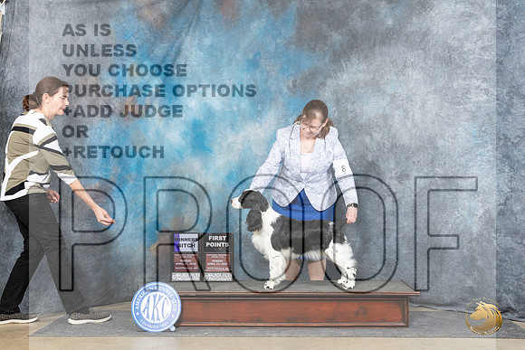 English Springer Spaniel #8 Sunn WB Judge Elizabeth Muthard__JP_5739_Fayetteville2024_HR3