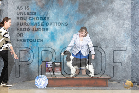 English Springer Spaniel #8 Sunn WB Judge Elizabeth Muthard__JP_5741_Fayetteville2024_HR3