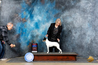 Rat Terrier #5 Sun nWDBOWBOS Judge Charles Olvis