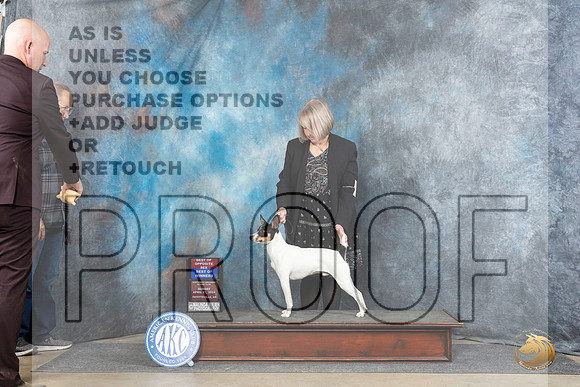 Rat Terrier #5 Sun nWDBOWBOS Judge Charles Olvis__JP_5707_Fayetteville2024_HR3