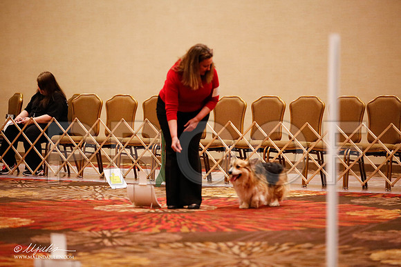 _JJ_7379-HstnCorgiFeb2015-HR3