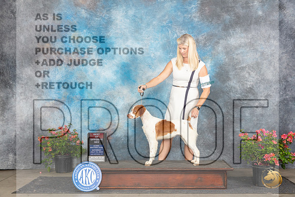 Brittany #26 Sat BOSM Judge Robert Stein __JP_5368_San Antonio_2024_HR3