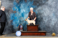 Cairn Terrier #8 Sun WB Judge Charles Olvis