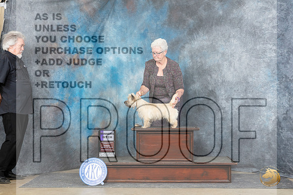 Cairn Terrier #8 Sun WB Judge Charles Olvis__JP_5803_Fayetteville2024_HR3