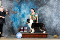 Collie Rough #12 Sun WBBOWBOWMCH Judge Elizabeth Muthard
