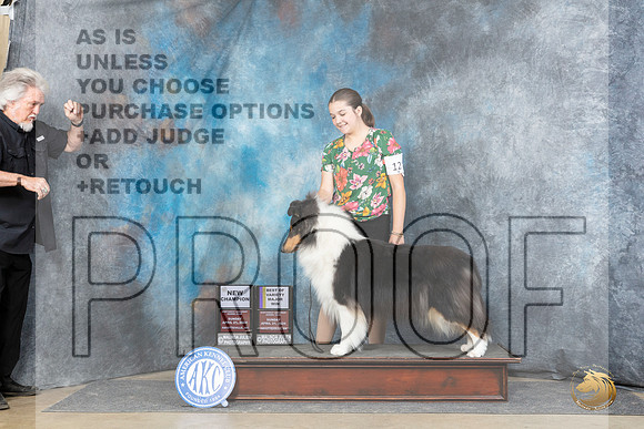 Collie Rough #12 Sun WBBOWBOWMCH Judge Elizabeth Muthard__JP_5870_Fayetteville2024_HR3