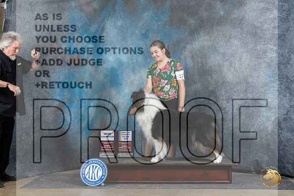 Collie Rough #12 Sun WBBOWBOWMCH Judge Elizabeth Muthard__JP_5871_Fayetteville2024_HR3