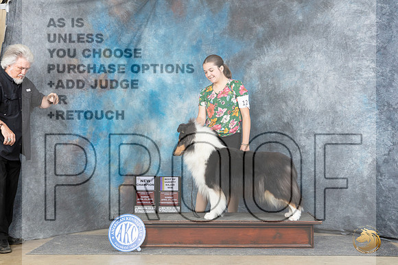 Collie Rough #12 Sun WBBOWBOWMCH Judge Elizabeth Muthard__JP_5872_Fayetteville2024_HR3