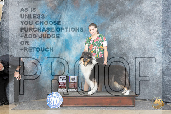 Collie Rough #12 Sun WBBOWBOWMCH Judge Elizabeth Muthard__JP_5873_Fayetteville2024_HR3