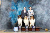 Collie Rough #5 #17 Sun OD1 RWD Judge Elizabeth Muthard