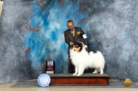 Collie Rough #9 Sun WDBOS Judge Elizabeth Muthard