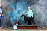 Doberman Pinscher #30 Sun WB Judge Chris Ann Moore