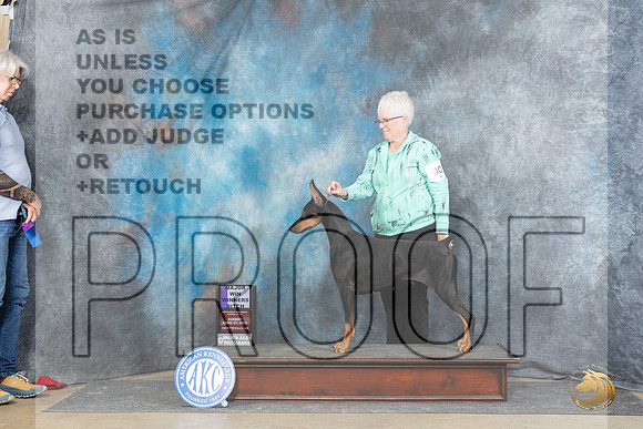 Doberman Pinscher #30 Sun WB Judge Chris Ann Moore__JP_5886_Fayetteville2024_HR3