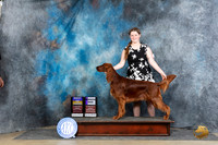 Irish Setter #5 Sunn BOBWD Judge Elizabeth Muthard
