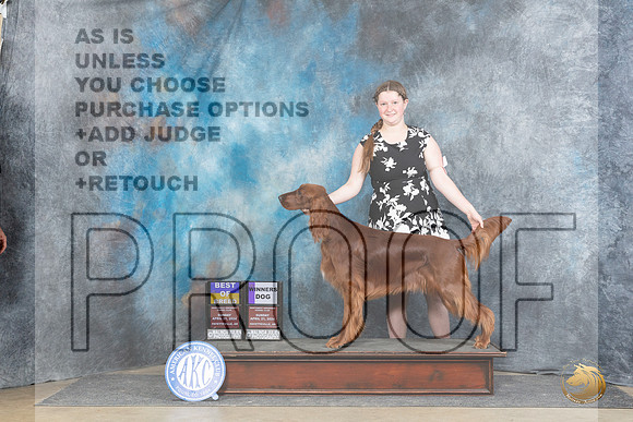 Irish Setter #5 Sunn BOBWD Judge Elizabeth Muthard__JP_5783_Fayetteville2024_HR3