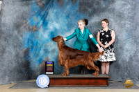 Irish Setter #7 Sat BOB Judge Denny Mounce
