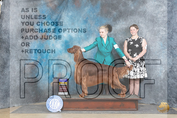 Irish Setter #7 Sat BOB Judge Denny Mounce__JP_5790_Fayetteville2024_HR3