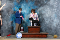 Miniature Schnauzer #16 Sun WBMBOS Judge Charles Olvis