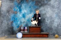 Pug #6 Sun WBBOBCH Judge Linda Hurlebaus +NTR