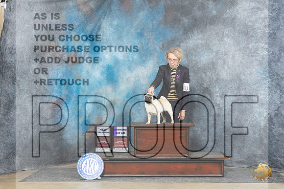 Pug #6 Sun WBBOBCH Judge Linda Hurlebaus +NTR__JP_5824_Fayetteville2024_HR3