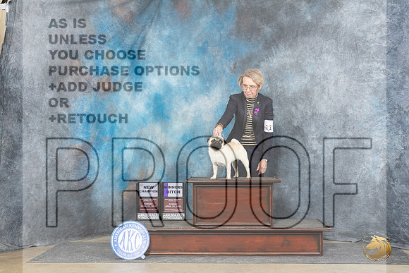Pug #6 Sun WBBOBCH Judge Linda Hurlebaus +NTR__JP_5826_Fayetteville2024_HR3