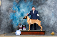 Rhodesian Ridgeback #5 Sun WDBOSMCH Judge Denny Mounce