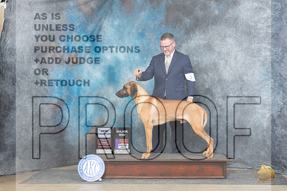 Rhodesian Ridgeback #5 Sun WDBOSMCH Judge Denny Mounce__JP_5837_Fayetteville2024_HR3