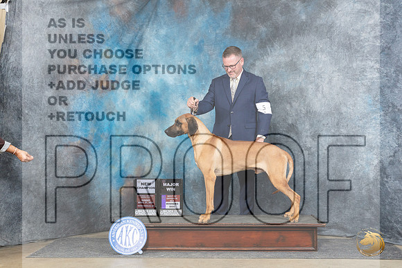 Rhodesian Ridgeback #5 Sun WDBOSMCH Judge Denny Mounce__JP_5841_Fayetteville2024_HR3