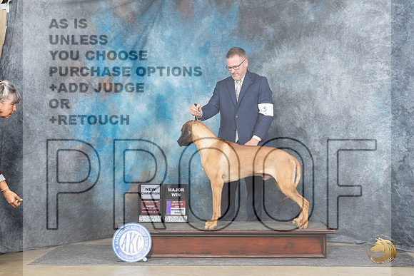 Rhodesian Ridgeback #5 Sun WDBOSMCH Judge Denny Mounce__JP_5846_Fayetteville2024_HR3
