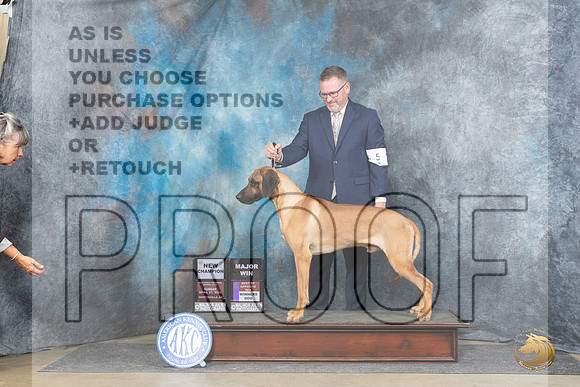 Rhodesian Ridgeback #5 Sun WDBOSMCH Judge Denny Mounce__JP_5847_Fayetteville2024_HR3