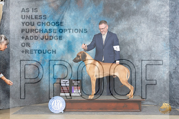 Rhodesian Ridgeback #5 Sun WDBOSMCH Judge Denny Mounce__JP_5848_Fayetteville2024_HR3