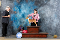 Basenji #6 Sun OHG1 Judge Carolyn Herbel