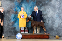 Doberman Pinscher #5 Sun BOWMCH Judge Chris Ann Moore