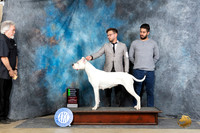 Dogo Argentino #6 Su OHG2 Judge Denny Mounce