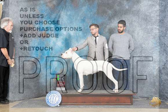 Dogo Argentino #6 Su OHG2 Judge Denny Mounce__JP_5905_Fayetteville2024_HR3
