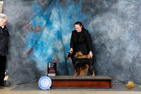 German Pinscher #6 Sun OHG4 Judge Denny Mounce