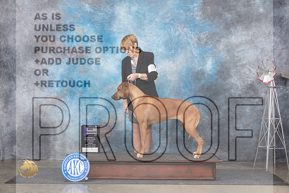 Rhodesian Ridgeback #8 FriWBM Judge Ann Roth__JP_5300_Amarillo_2024_HR3