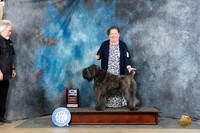 Bouvier des Fladers #6 Sun BOBM Judge Elizabeth Muthard