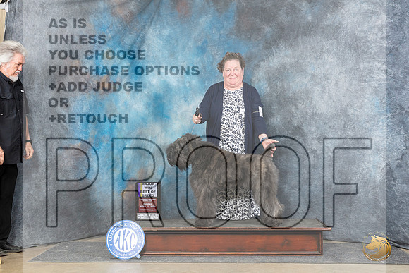 Bouvier des Fladers #6 Sun BOBM Judge Elizabeth Muthard__JP_5948_Fayetteville2024_HR3