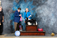 Cavalier King Charles Spaniel #7 Sun OHG1 Judge Charles Olvis
