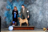 Chinese Shar Pei #7 Sun G1 Judge Linda Hurlebaus