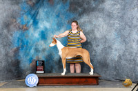 Ibizan Hound #22 Sat OHBIS Judge Peggy Lloyd r