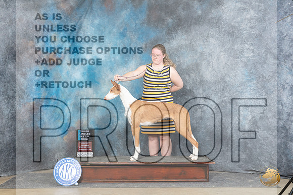 Ibizan Hound #22 Sat OHBIS Judge Peggy Lloyd r__JP_5982_Fayetteville2024_HR3