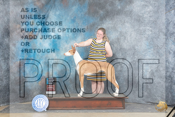 Ibizan Hound #22 Sat OHBIS Judge Peggy Lloyd r__JP_5985_Fayetteville2024_HR3